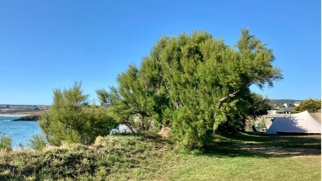 emplacement-camping-avec-vue-sur-mer3